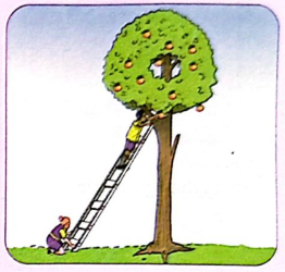 The tree